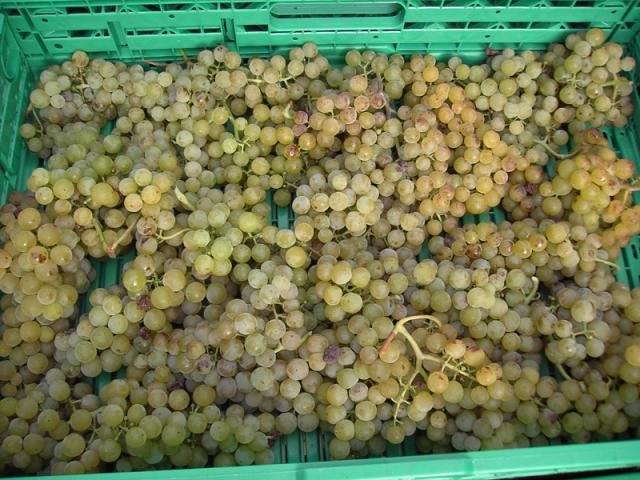 Vendanges