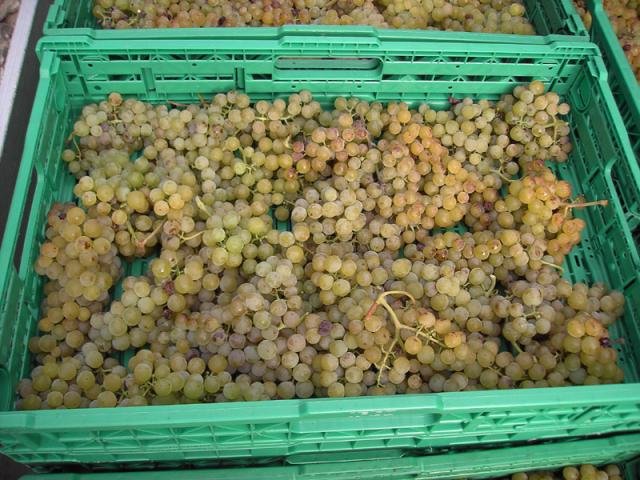 Vendanges