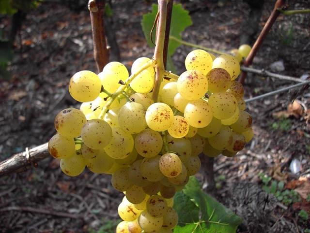 Vendanges