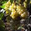 Vendanges